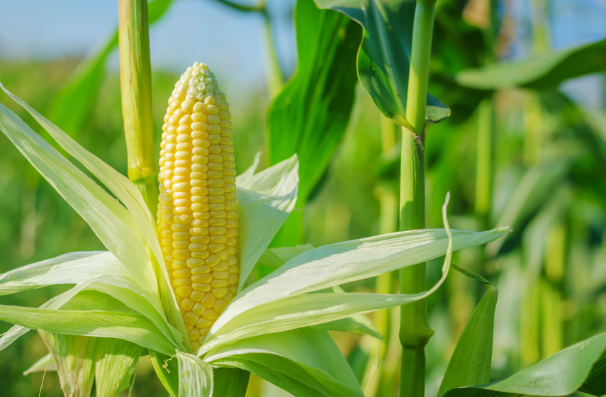soybean